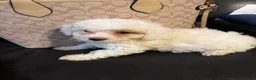 Shihpoo dogs for sale: Shihpoo 3~ Snowflake - Ad 1