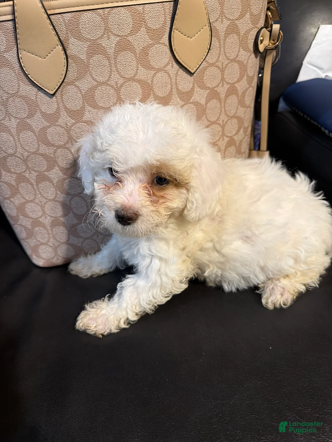 Shihpoo dogs for sale: Shihpoo 3~ Snowflake - Ad 1