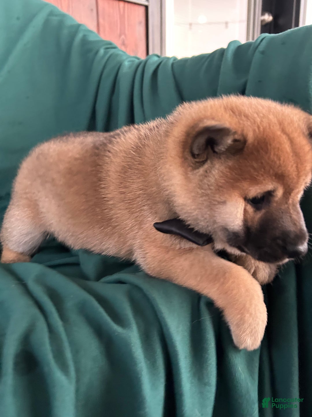 Shiba Inu dogs for sale: Lane - Ad 3