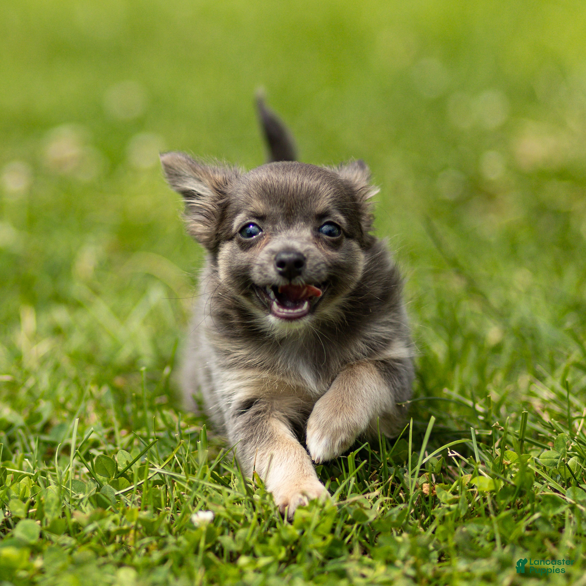 Chihuahua dogs Waylon Chihuahua Puppy  - Ad 2