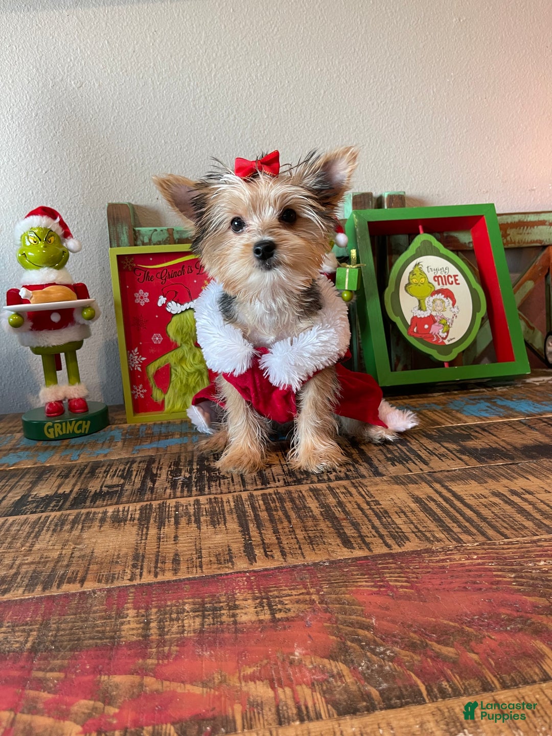 Yorkshire Terrier dogs for sale: Meet Lulu - Ad 9