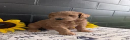 Goldendoodle dogs for sale: Lincoln  - Ad 4