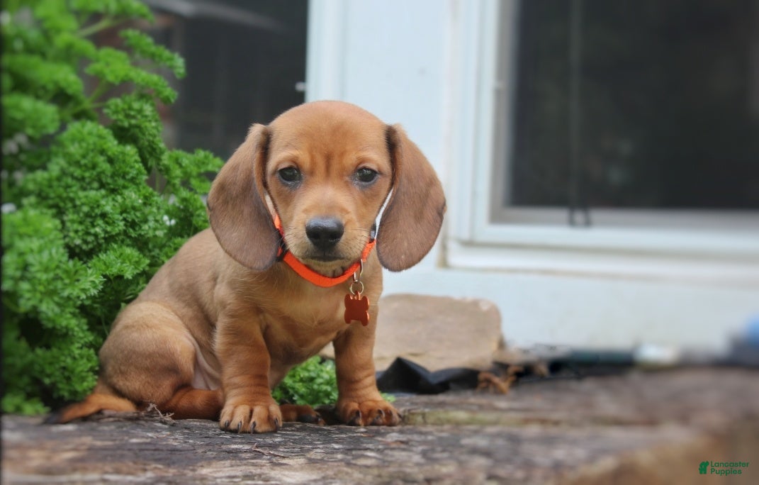 Miniature Dachshund dogs Miniature Dachshund 1 - Ad 2