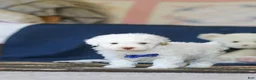 Toy Poodle dogs for sale: Bingo - Ad 9