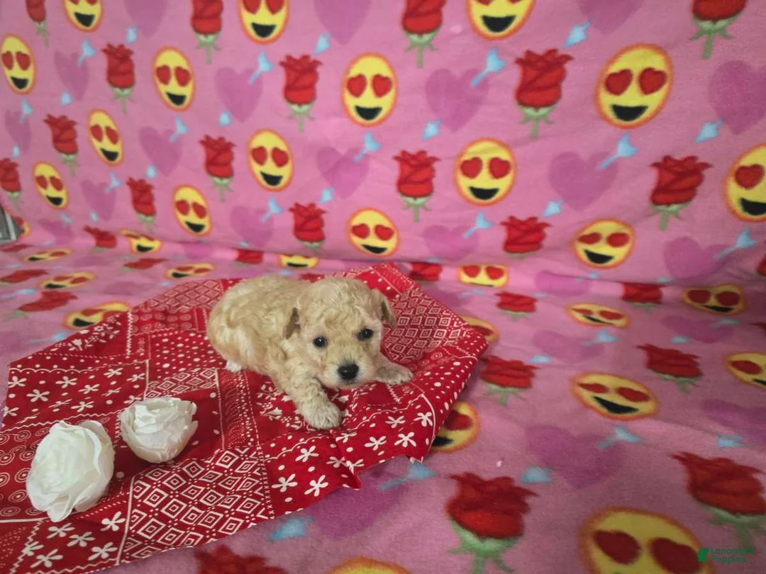 Toy Poodle dogs for sale: Toy Poodle Puppy 2 - Ad 6