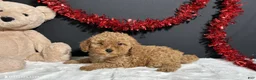 Toy Poodle dogs for sale: Kara - Ad 7