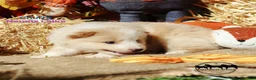 Nenets Herding Laika dogs for sale: Churro Nenets Laika male  - Ad 5