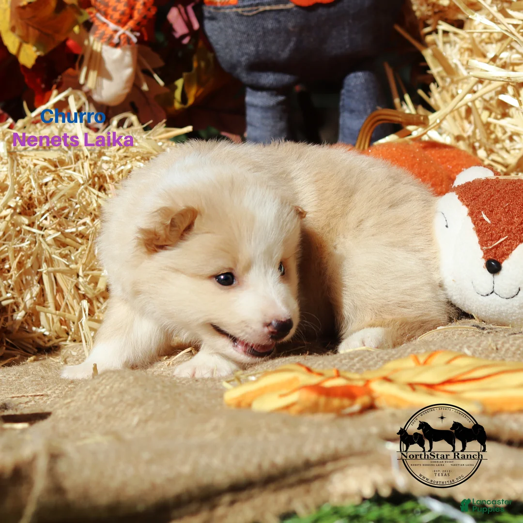 Nenets Herding Laika dogs for sale: Churro Nenets Laika male  - Ad 5