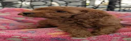 Toy Poodle dogs for sale: Vince - Ad 9