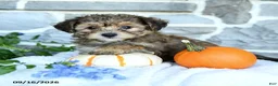 Yochon dogs for sale: Ezekiel - Ad 1