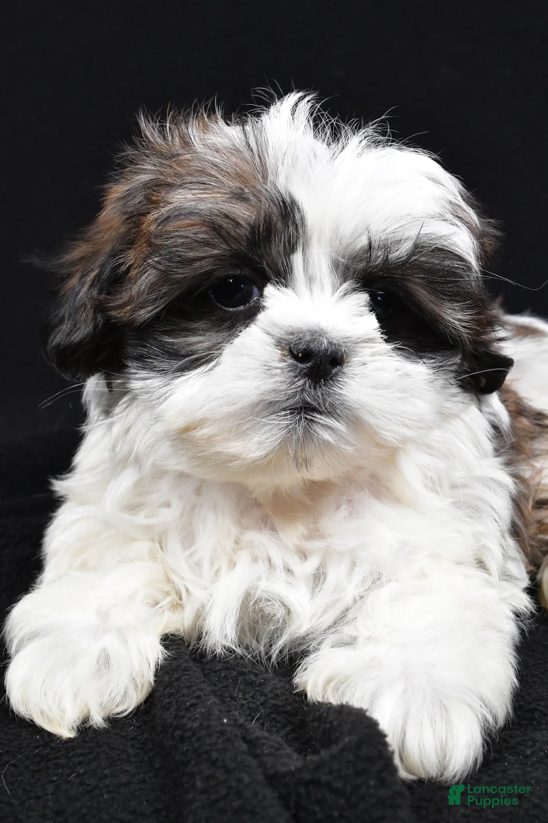 Teddy Bear dogs for sale: Echo - Ad 5