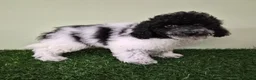 Miniature Poodle dogs for sale: Cooper - Ad 7