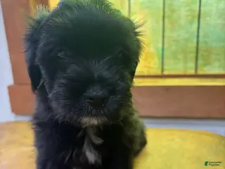 Mixed Breed dogs Mixed Breed Puppy 1 - Ad 17