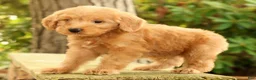 Mini Goldendoodle dogs for sale: Mason - Ad 3
