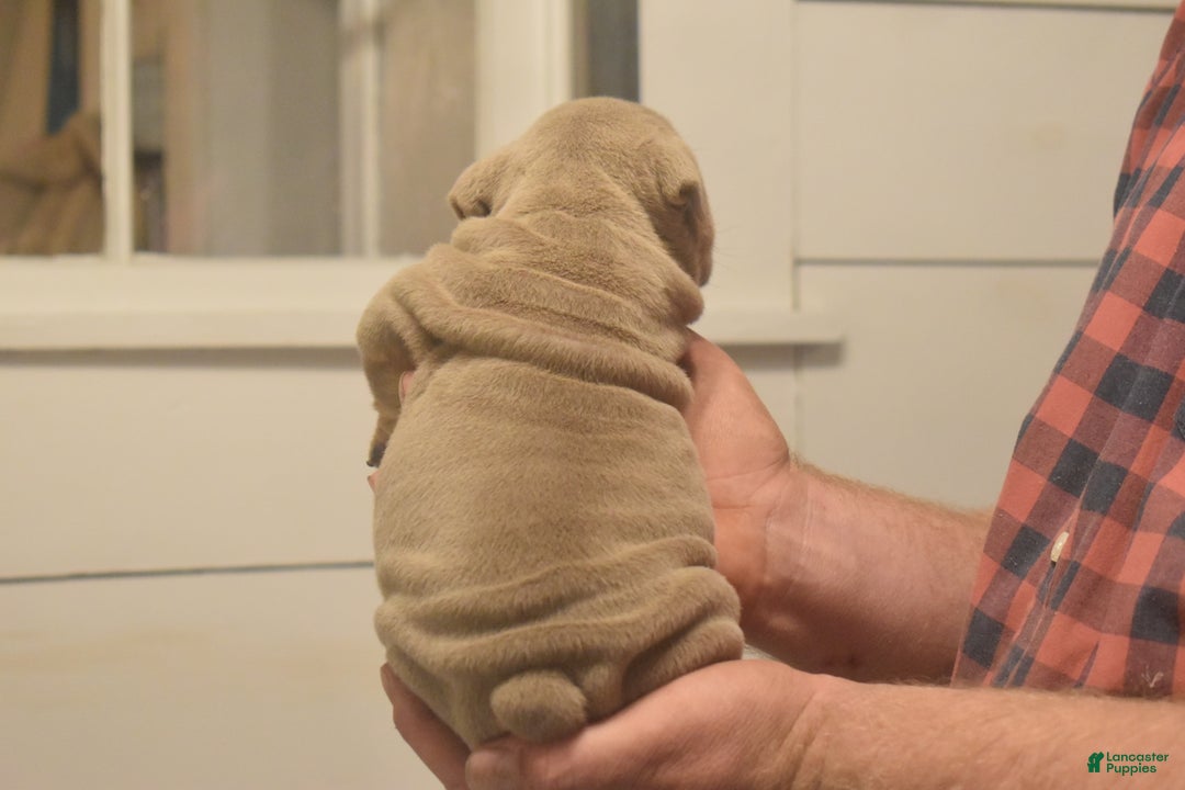 English Bulldog dogs for sale: Coach - Ad 3