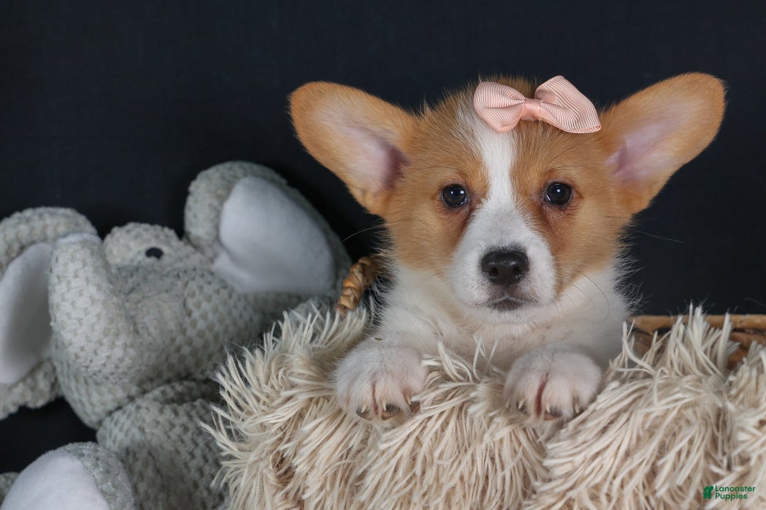 Welsh Corgi Pembroke dogs for sale: Iris - Ad 4