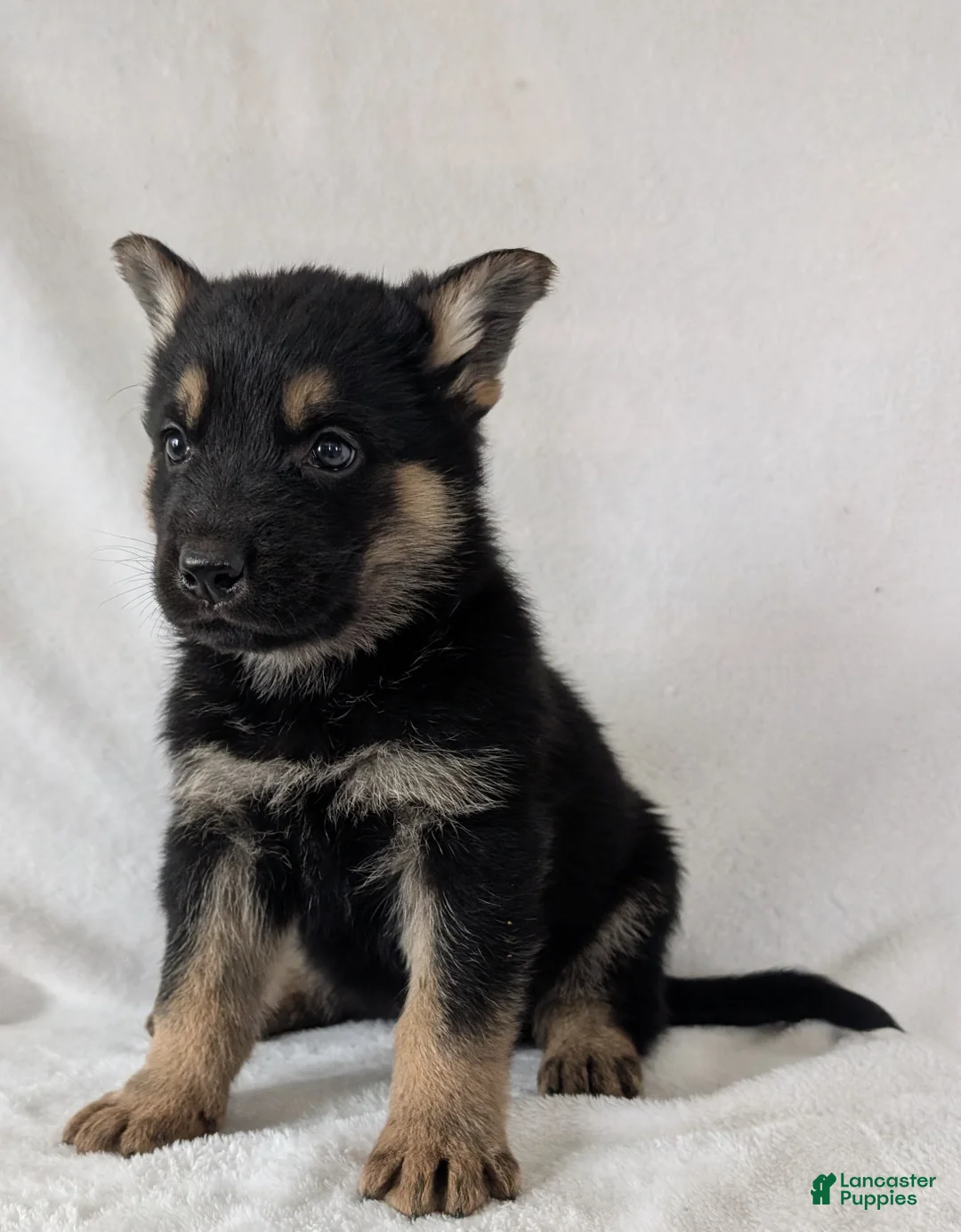 German Shepherd dogs for sale: Dillon  - Ad 11