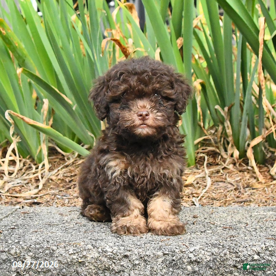 Havapoo dogs for sale: Lucky - Ad 4