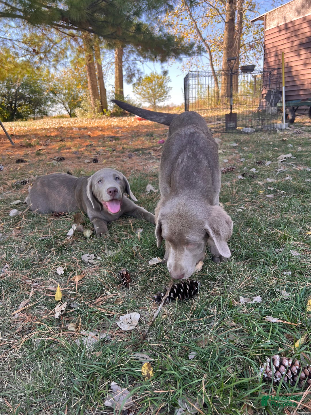 Labrador Retriever dogs for sale: Bear - Ad 4