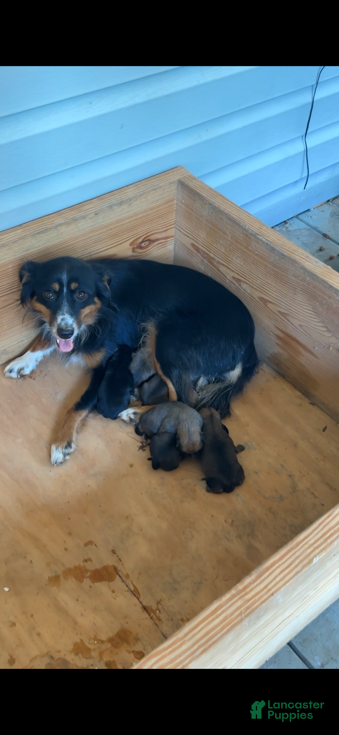 Mixed Breed dogs for sale: Buddy - Ad 6