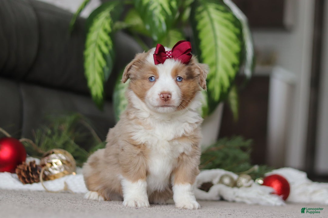 Miniature Australian Shepherd dogs for sale: Allie - Ad 3