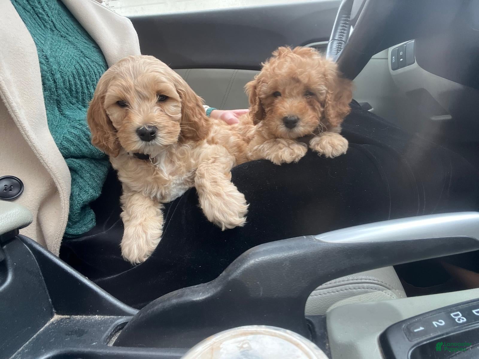 Cavapoo dogs Everest - Ad 2