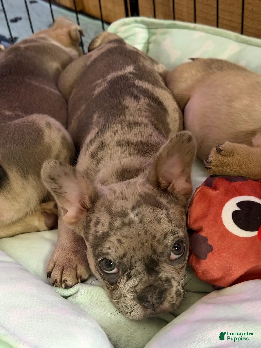French Bulldog dogs for sale: Bluebell - Ad 2