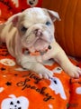 English Bulldog Puppy 2