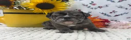English Bulldog dogs for sale: Russell - Ad 1