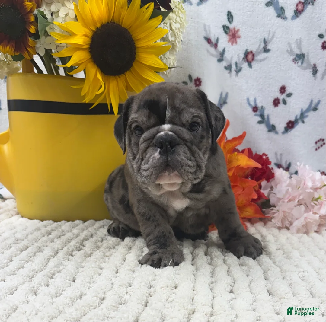 English Bulldog dogs for sale: Russell - Ad 1