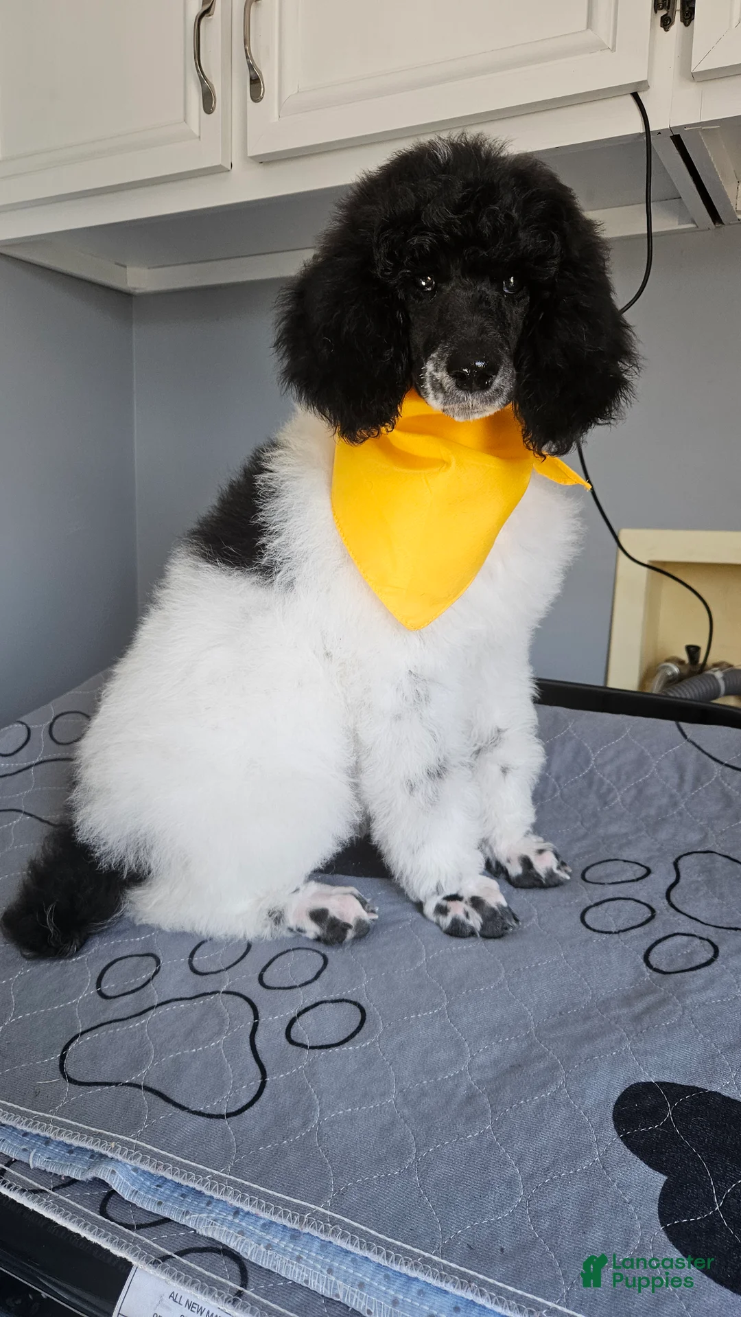 Standard Poodle dogs for sale: Birch  - Ad 2