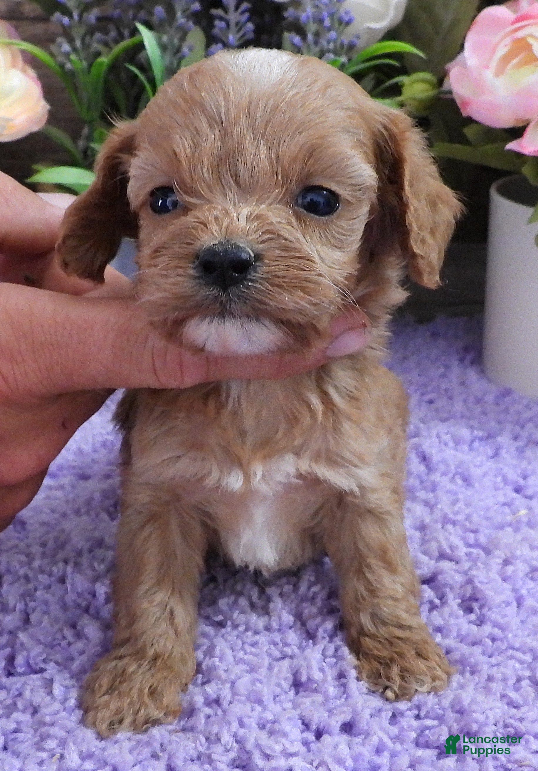 Cavapoo dogs #2 Female of Kate - Ad 21