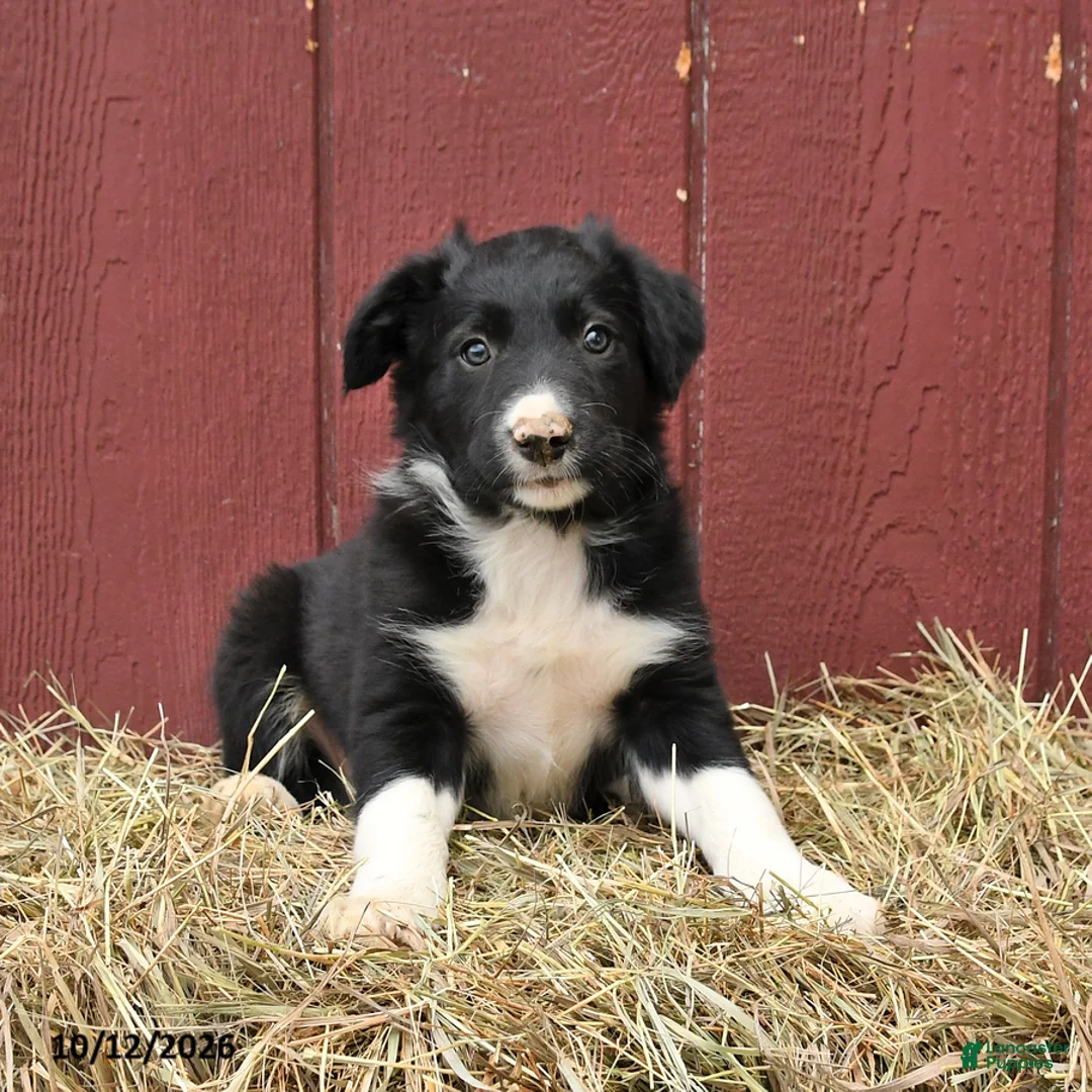 Border Collie dogs for sale: Clyde - Ad 3