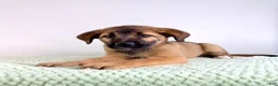 Mixed Breed dogs for sale: Moose - Ad 3