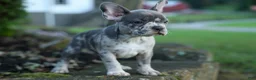 Frenchton dogs for sale: MINDY - Ad 23