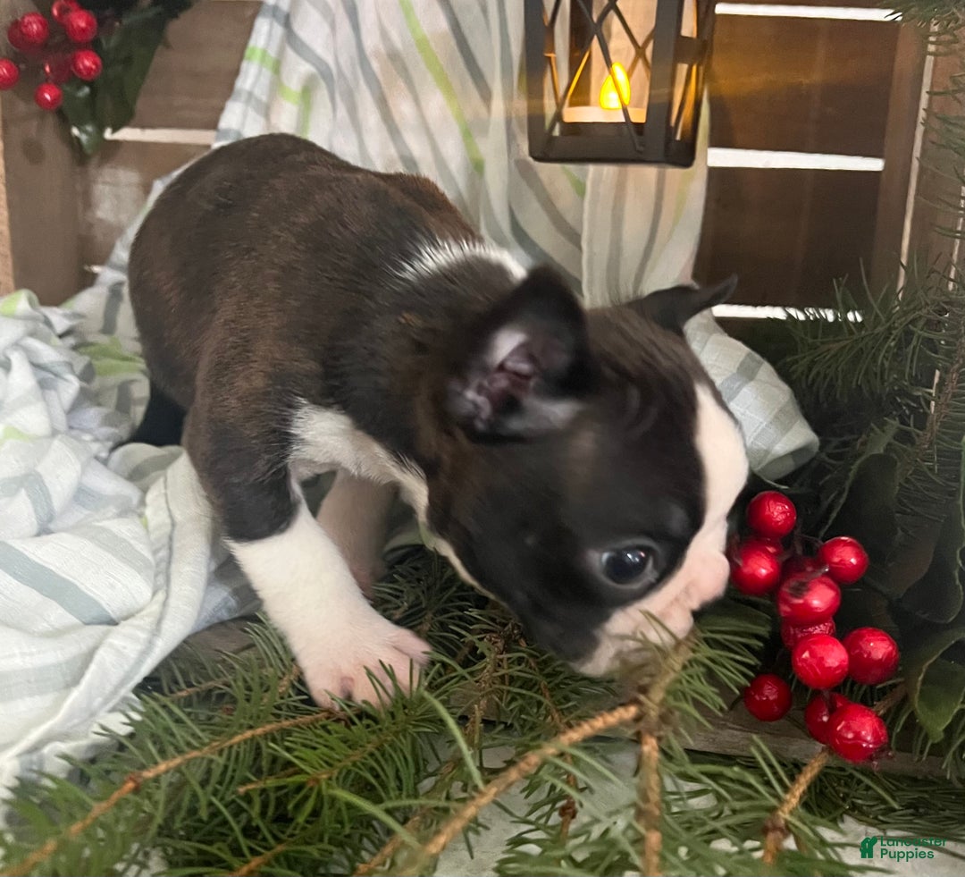 Boston Terrier dogs for sale: Joey  - Ad 6