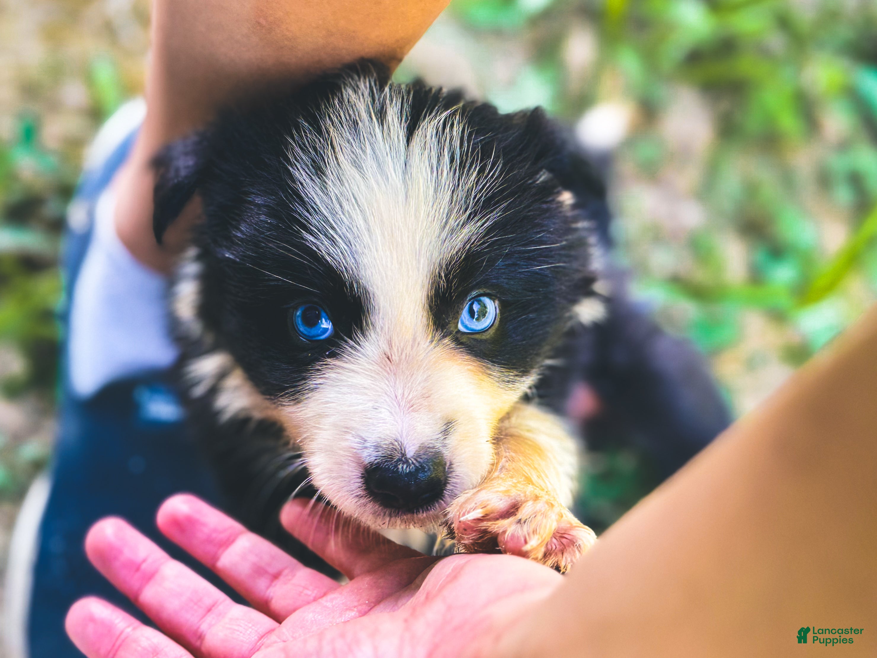 Border Collie dogs Indigo - Ad 40