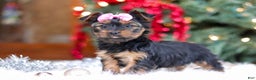 Yorkshire Terrier dogs for sale: Harper - Ad 6