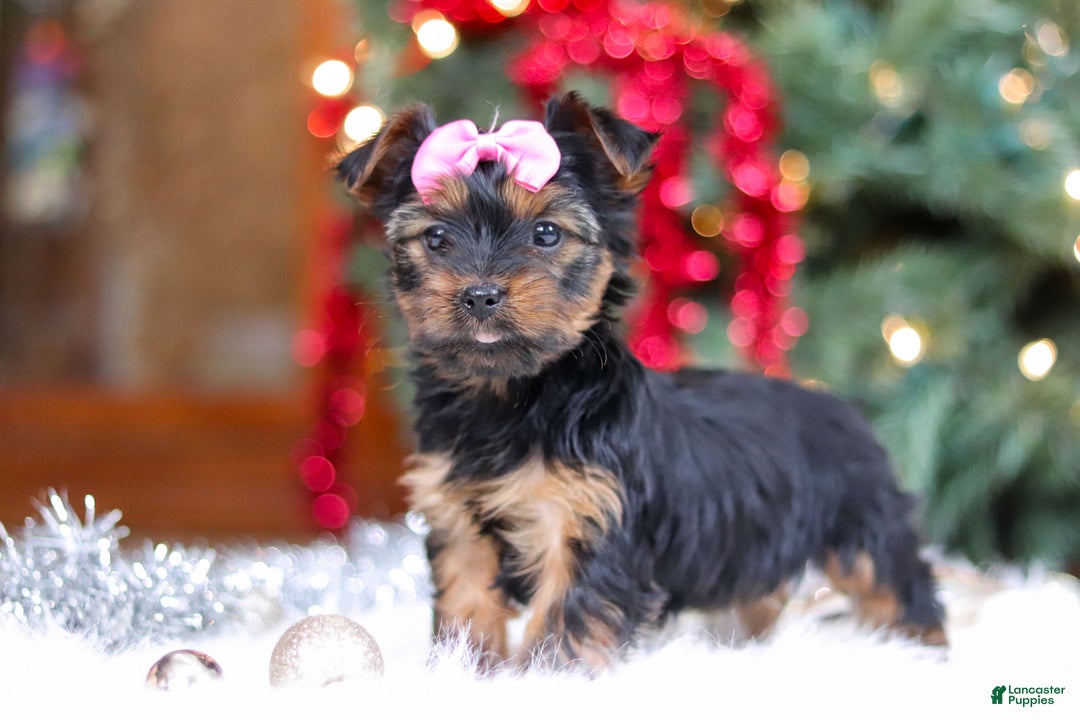 Yorkshire Terrier dogs for sale: Harper - Ad 6
