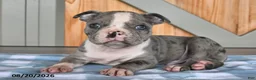 Boston Terrier dogs for sale: Buster  - Ad 3