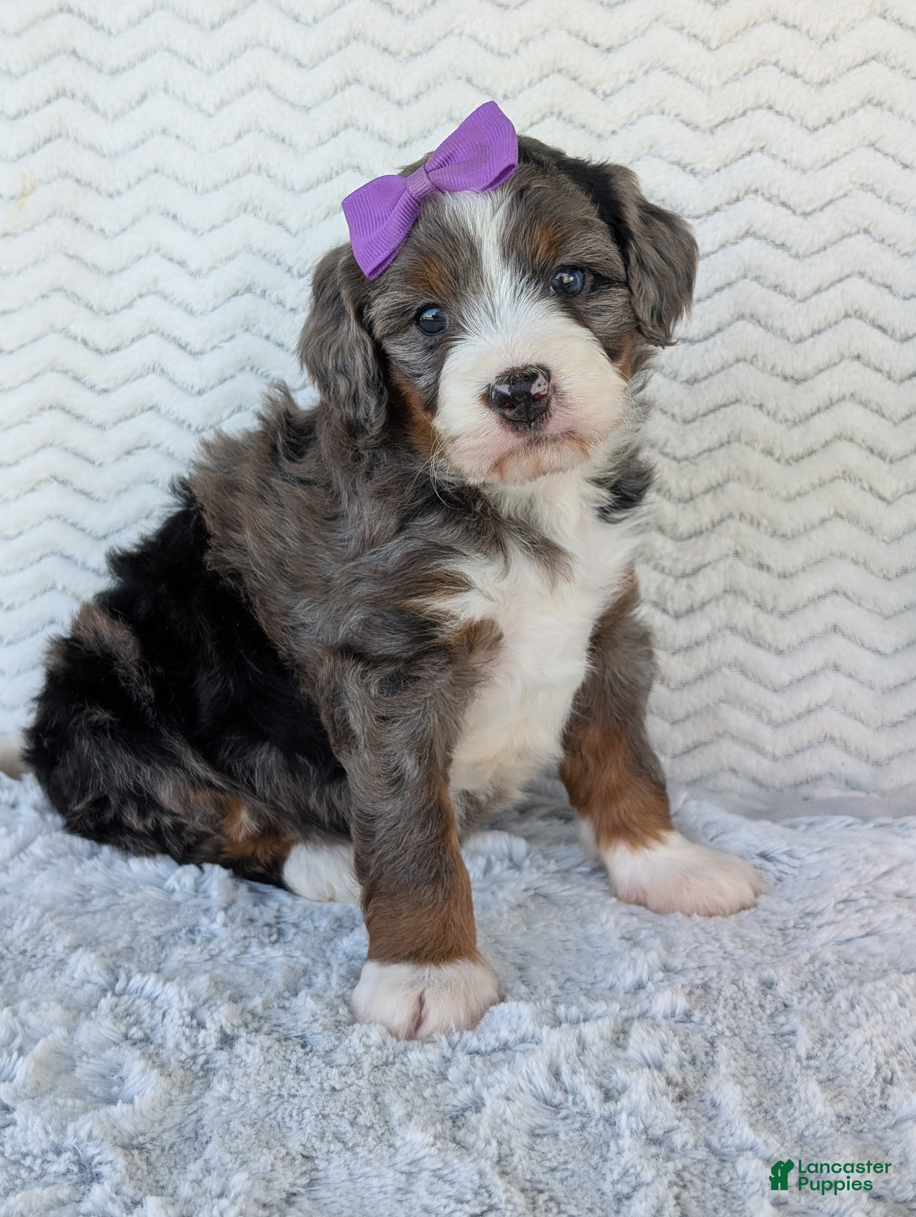 Mini Bernedoodle dogs Mini Indy - Ad 1