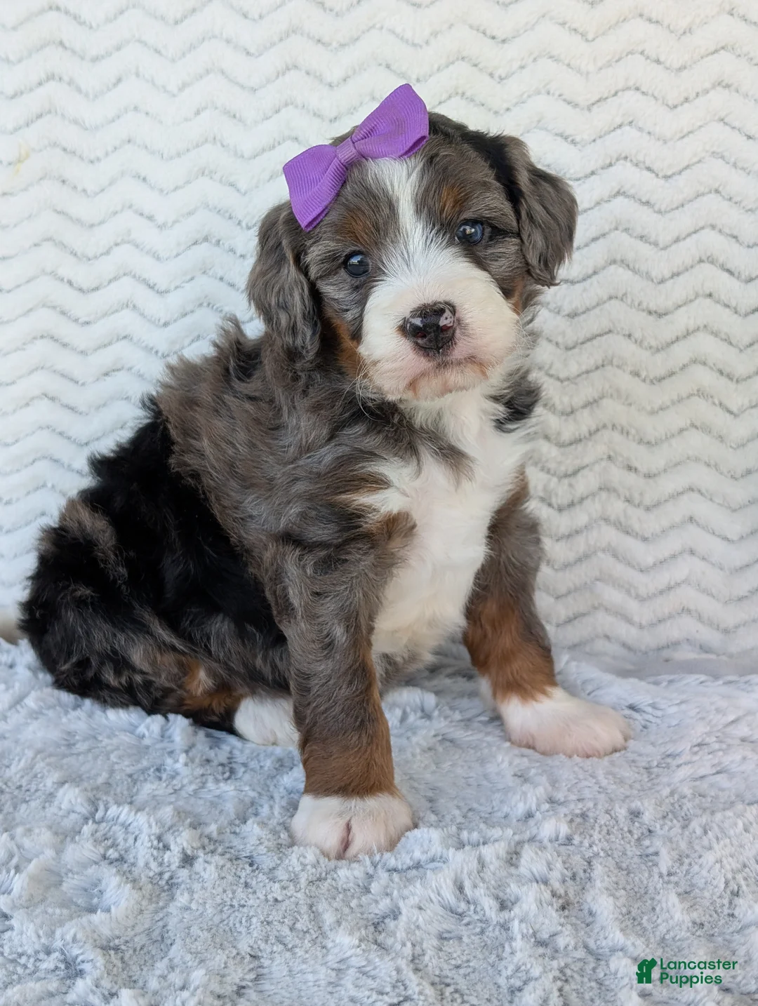 Mini Bernedoodle dogs for sale: Mini Indy - Ad 1
