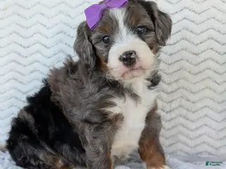 Mini Bernedoodle dogs for sale: Mini Indy - Ad 4