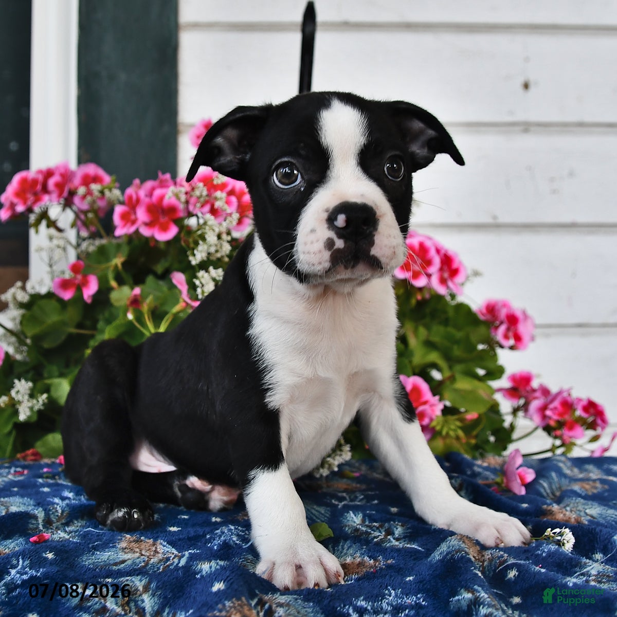 Boston Terrier dogs Leroy - Ad 2