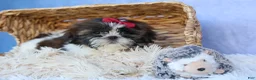 Shih Tzu dogs for sale: RACHEL - Ad 11