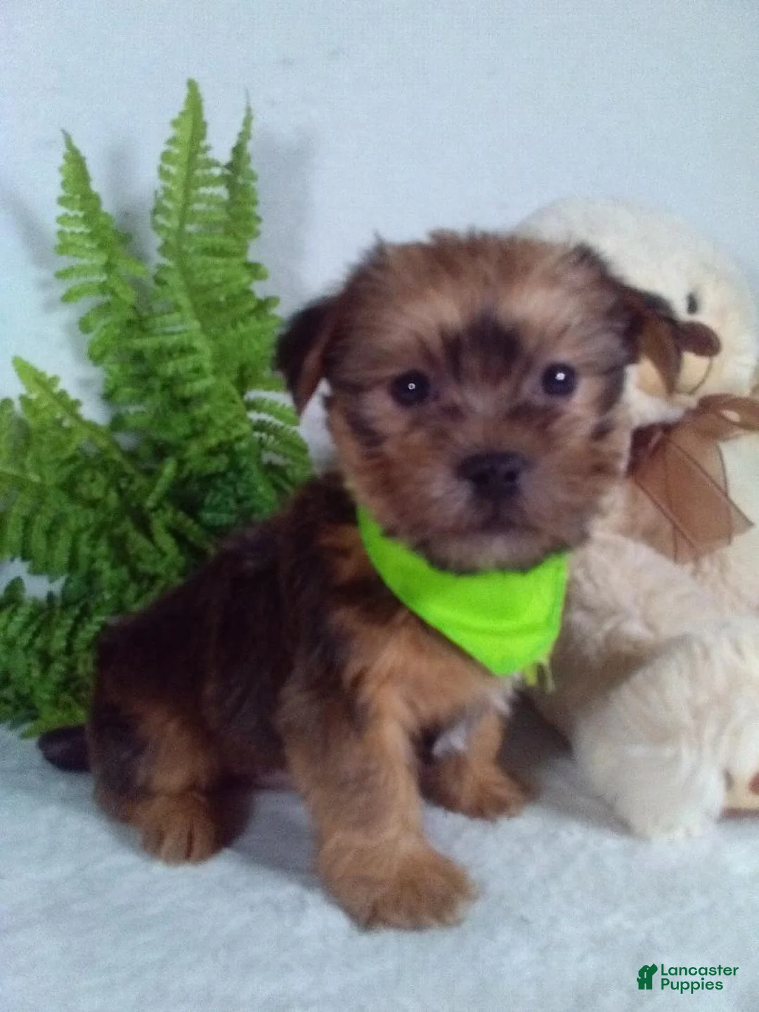Shorkie dogs for sale: Baxter - Ad 2