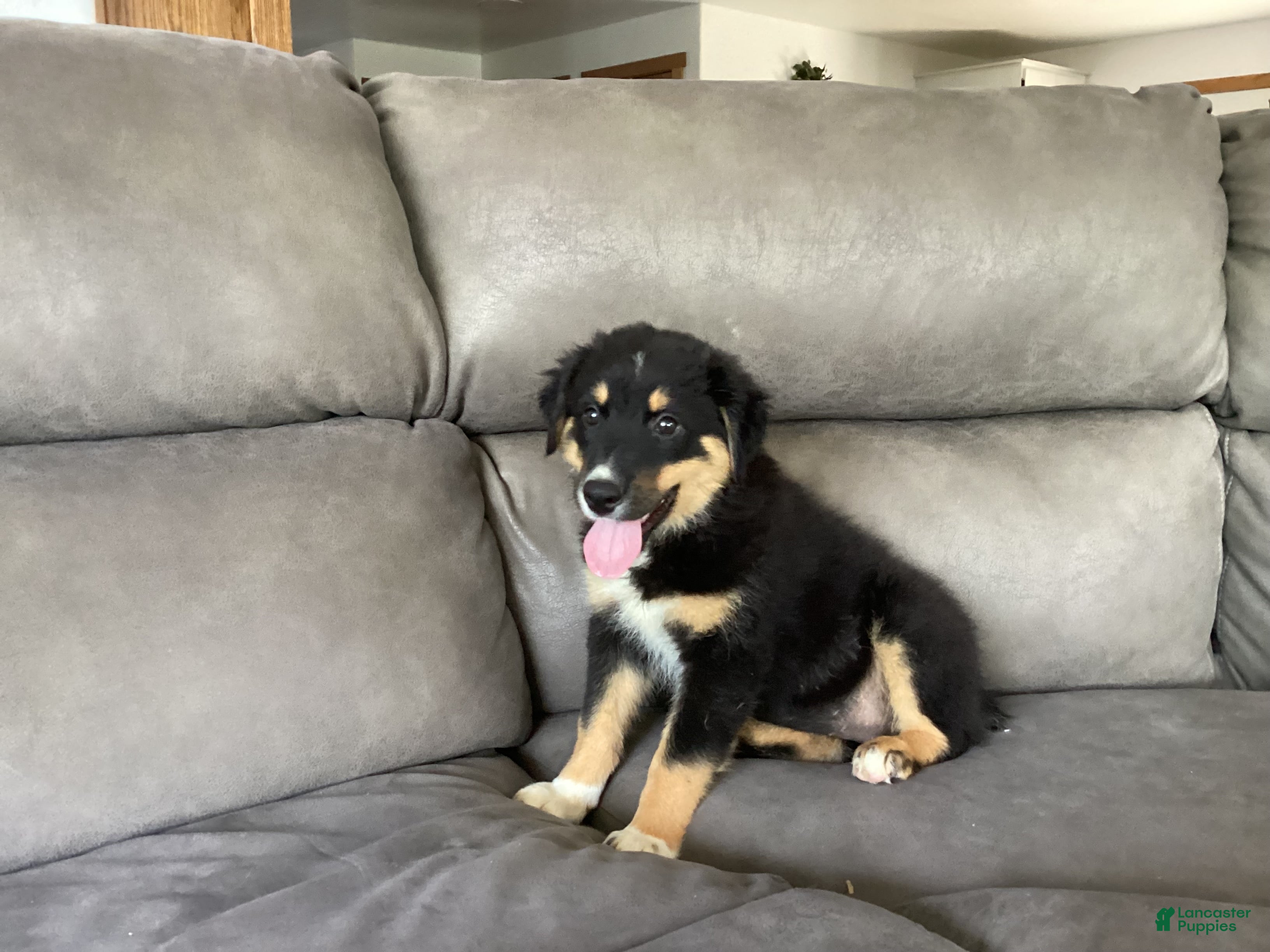 Australian Shepherd dogs Pansy - Ad 2