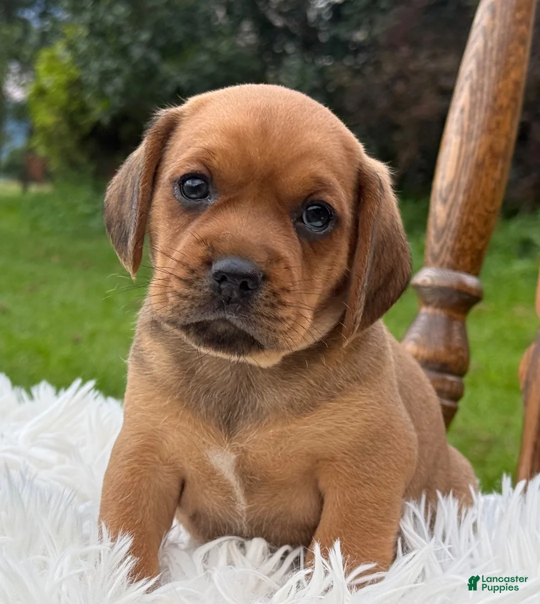 Puggle dogs for sale: Porter - Ad 5