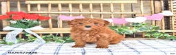 Mini Goldendoodle dogs for sale: Pearl - Ad 4