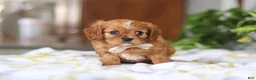Cavalier King Charles Spaniel dogs for sale: Daisy - Ad 3